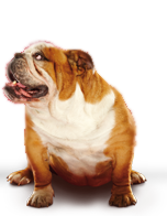 bulldog image